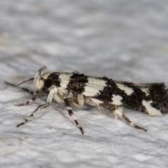 Macrobathra (genus) (A cosmet moth) at Melba, ACT - 1 Dec 2021 by kasiaaus