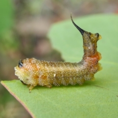 Lophyrotoma interrupta (Cattle Poisoning Sawfly) at Rugosa - 5 Feb 2022 by SenexRugosus