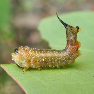 Lophyrotoma interrupta (Cattle Poisoning Sawfly) at Yass River, NSW - 5 Feb 2022 by SenexRugosus