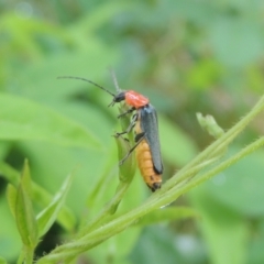 Chauliognathus tricolor (Tricolor soldier beetle) at Pollinator-friendly garden Conder - 14 Jan 2022 by michaelb