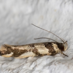 Macrobathra aphristis (A Gelechioid moth) at Melba, ACT - 2 Dec 2021 by kasiaaus