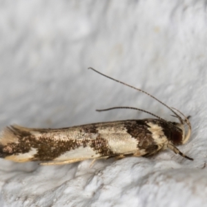 Macrobathra aphristis at Melba, ACT - 2 Dec 2021 12:38 AM