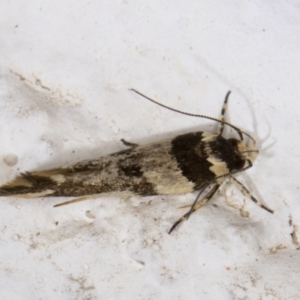 Macrobathra aphristis at Melba, ACT - 2 Dec 2021 12:38 AM