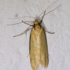 Philobota protecta (A concealer moth) at Melba, ACT - 1 Dec 2021 by kasiaaus