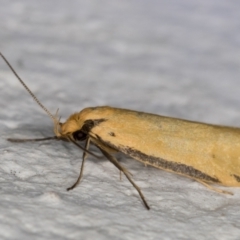 Philobota protecta at Melba, ACT - 2 Dec 2021