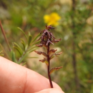 Corunastylis clivicola at Carwoola, NSW - 5 Feb 2022