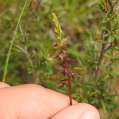 Corunastylis clivicola at Carwoola, NSW - 5 Feb 2022