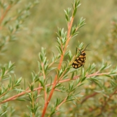 Asura lydia (Lydia Lichen Moth) at Carwoola, NSW - 5 Feb 2022 by Liam.m