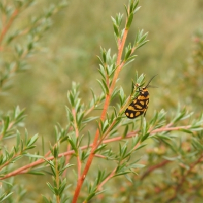 Asura lydia (Lydia Lichen Moth) at Carwoola, NSW - 4 Feb 2022 by Liam.m