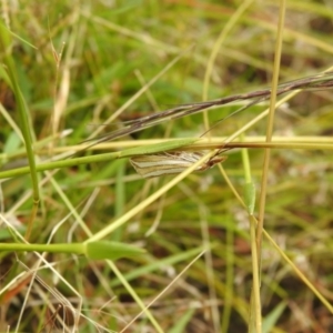 Hednota bivittella at Carwoola, NSW - 5 Feb 2022