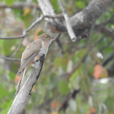Cacomantis flabelliformis (Fan-tailed Cuckoo) at Carwoola, NSW - 4 Feb 2022 by Liam.m