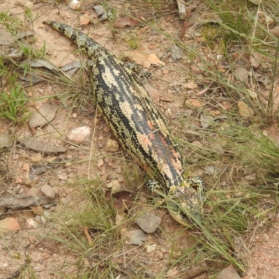 Tiliqua nigrolutea (Blotched Blue-tongue) at Carwoola, NSW - 5 Feb 2022 by Liam.m
