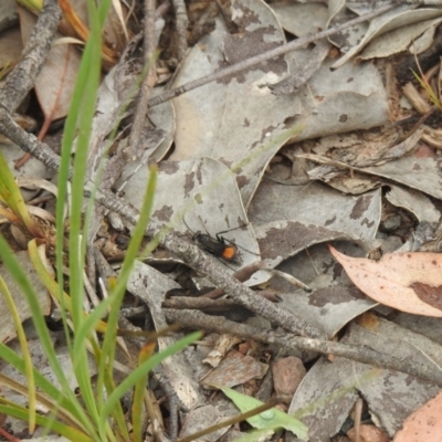 Calopompilus sp. (genus) (Spider wasp) at Carwoola, NSW - 5 Feb 2022 by Liam.m