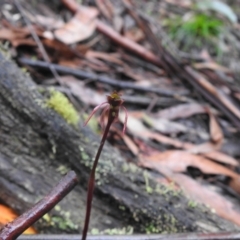 Chiloglottis sp. (A Bird/Wasp Orchid) at Farringdon, NSW - 5 Feb 2022 by Liam.m