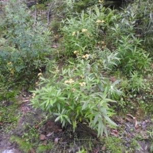 Senecio linearifolius at Farringdon, NSW - 6 Feb 2022