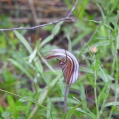 Diplodium coccinum at Farringdon, NSW - 6 Feb 2022