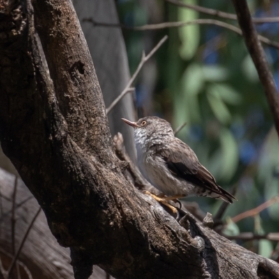 Daphoenositta chrysoptera (Varied Sittella) at Mount Ainslie - 6 Feb 2022 by rawshorty