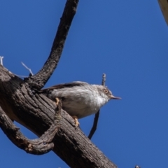 Daphoenositta chrysoptera at Pialligo, ACT - 6 Feb 2022