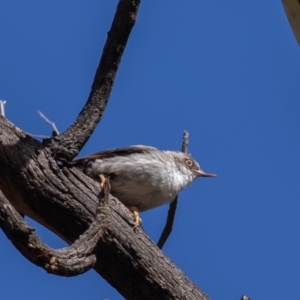 Daphoenositta chrysoptera at Pialligo, ACT - 6 Feb 2022 09:25 AM