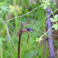 Chiloglottis reflexa (Short-clubbed Wasp Orchid) at Farringdon, NSW - 5 Feb 2022 by Liam.m