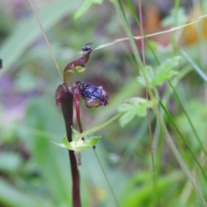 Chiloglottis reflexa at Farringdon, NSW - 6 Feb 2022