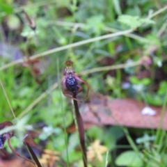 Chiloglottis reflexa at Farringdon, NSW - 6 Feb 2022