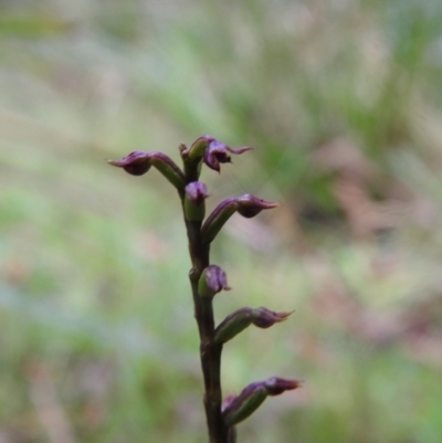 Corunastylis nuda (Tiny Midge Orchid) at Rossi, NSW - 5 Feb 2022 by Liam.m