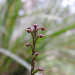 Corunastylis nuda at Rossi, NSW - 6 Feb 2022