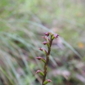 Corunastylis nuda at Rossi, NSW - 6 Feb 2022