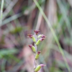 Corunastylis nuda at Rossi, NSW - 6 Feb 2022