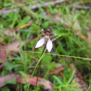 Eriochilus cucullatus at Rossi, NSW - 6 Feb 2022