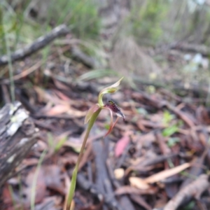 Chiloglottis reflexa at Rossi, NSW - 6 Feb 2022