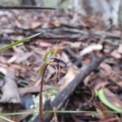 Chiloglottis reflexa at Rossi, NSW - 6 Feb 2022