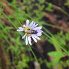 Odontomyia hunteri (Soldier fly) at Rossi, NSW - 5 Feb 2022 by Liam.m