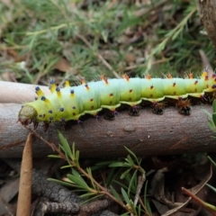 Opodiphthera eucalypti (Emperor Gum Moth) at Bonang, VIC - 18 Jan 2022 by Laserchemisty