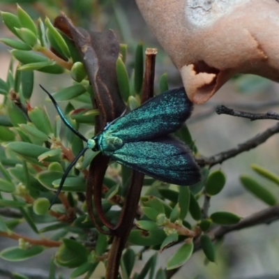 Unidentified Moth (Lepidoptera) at Bonang, VIC - 18 Jan 2022 by Laserchemisty