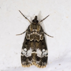 Eudonia protorthra (A Scopariine moth) at Melba, ACT - 2 Dec 2021 by kasiaaus