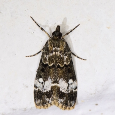 Eudonia protorthra (A Scopariine moth) at Melba, ACT - 2 Dec 2021 by kasiaaus