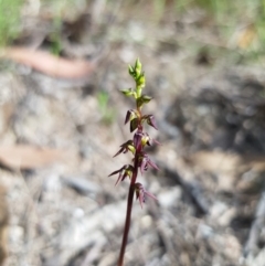 Corunastylis clivicola (Rufous midge orchid) at Block 402 - 5 Feb 2022 by SarahB