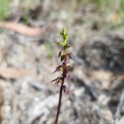 Corunastylis clivicola (Rufous midge orchid) at Molonglo Valley, ACT - 5 Feb 2022 by SarahB