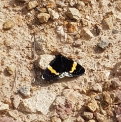 Eutrichopidia latinus (Yellow-banded Day-moth) at Molonglo Valley, ACT - 5 Feb 2022 by SarahB