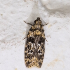 Ardozyga sodalisella (A Gelechioid moth) at Melba, ACT - 1 Dec 2021 by kasiaaus