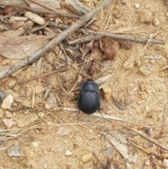 Celibe limbata (Pie-dish beetle) at Molonglo Valley, ACT - 5 Feb 2022 by SarahB