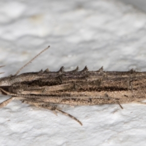 Leptozestis and Trachydora (genera) at Melba, ACT - 3 Dec 2021