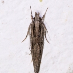 Leptozestis and Trachydora (genera) at Melba, ACT - 3 Dec 2021