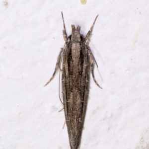 Leptozestis and Trachydora (genera) at Melba, ACT - 3 Dec 2021