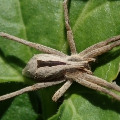 Argoctenus sp. (genus) (Wandering ghost spider) at Spence, ACT - 16 Nov 2021 by Laserchemisty