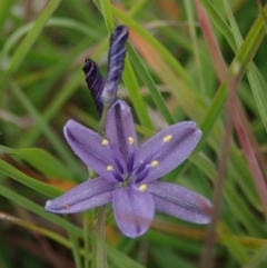 Caesia calliantha (Blue Grass-lily) at Bonang, VIC - 18 Jan 2022 by Laserchemisty