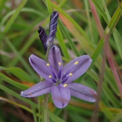 Caesia calliantha (Blue Grass-lily) at Bonang, VIC - 18 Jan 2022 by Laserchemisty