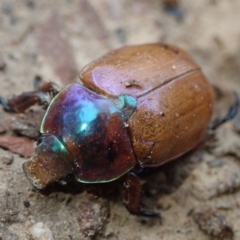 Anoplognathus sp. (genus) (Unidentified Christmas beetle) at Bonang, VIC - 18 Jan 2022 by Laserchemisty